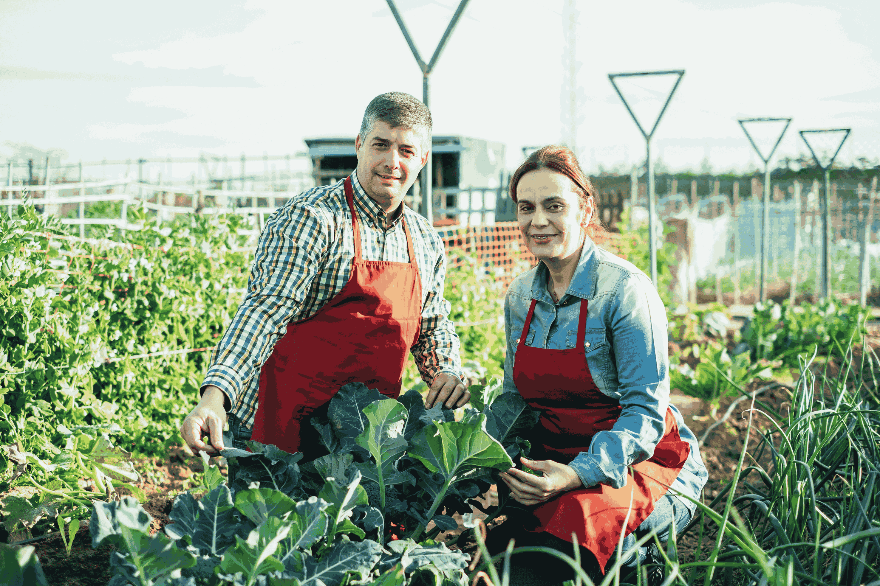 Сборщики урожая